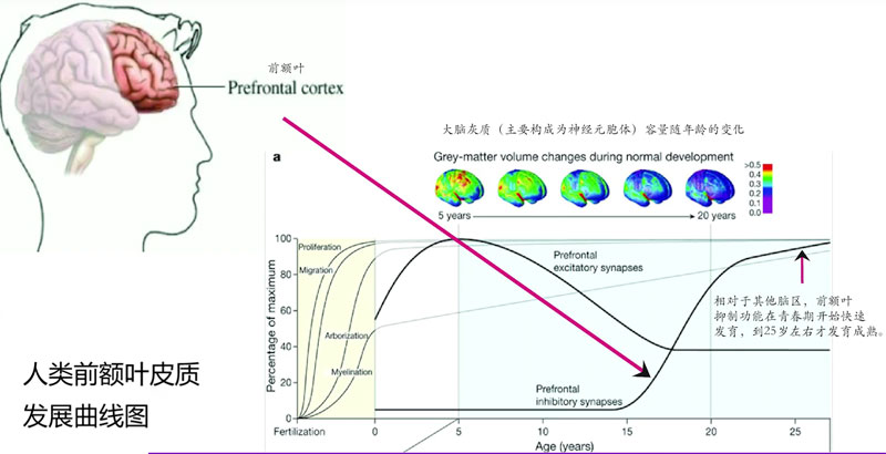 人類前額葉皮質(zhì)發(fā)展的曲線