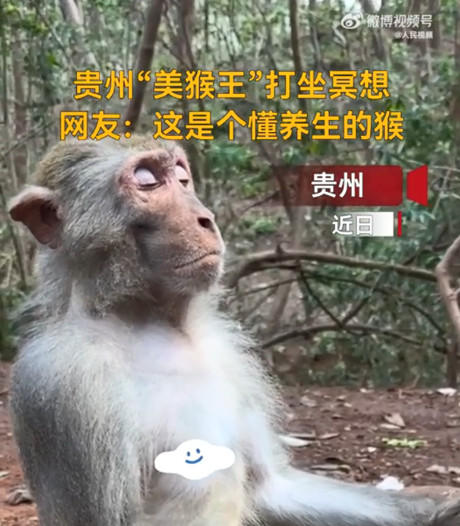 這是一只有想法的猴子